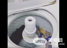 只要有它在就没有隐私 拉布拉多全面监视妈妈