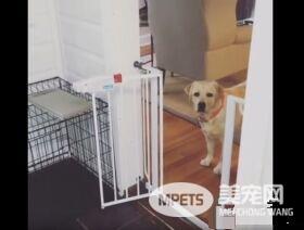 只要有它在就没有隐私 拉布拉多全面监视妈妈