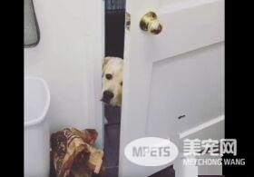 只要有它在就没有隐私 拉布拉多全面监视妈妈