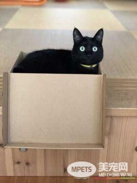 黑猫不上相？ 日本黑猫超大澄澈双眼怎么拍都好看