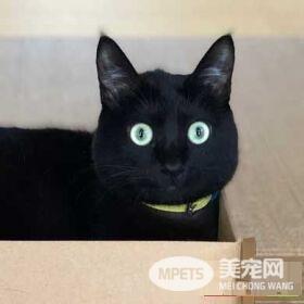 黑猫不上相？ 日本黑猫超大澄澈双眼怎么拍都好看
