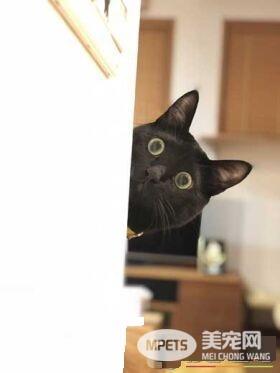 黑猫不上相？ 日本黑猫超大澄澈双眼怎么拍都好看