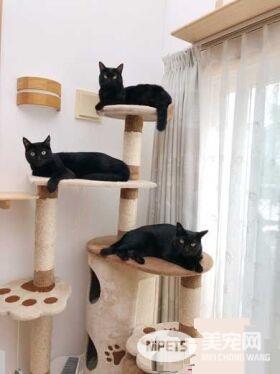 黑猫不上相？ 日本黑猫超大澄澈双眼怎么拍都好看