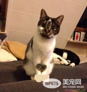 爱猫养的了一年多 才发现可爱的爱心图案