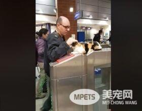 三花猫蹲坐在剪票机上 监督人们有没有好好刷卡