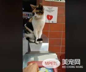 三花猫蹲坐在剪票机上 监督人们有没有好好刷卡