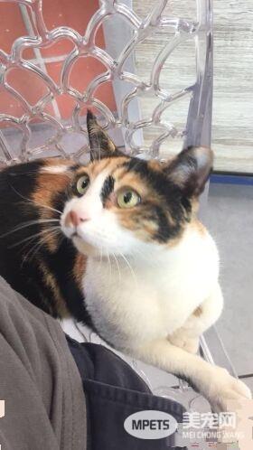 三花猫蹲坐在剪票机上 监督人们有没有好好刷卡