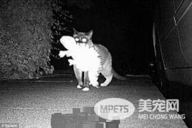 偷窃癖好的喵星人 偷到上新闻称另类网红！