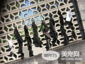 女子受找不到袜子困扰 留纸条找到袜子小偷