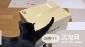 黑猫试图打开纸箱进去玩 意外被发现是左撇子!