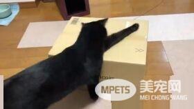 黑猫试图打开纸箱进去玩 意外被发现是左撇子!
