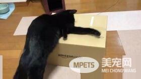 黑猫试图打开纸箱进去玩 意外被发现是左撇子!