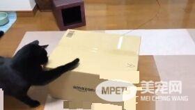 黑猫试图打开纸箱进去玩 意外被发现是左撇子!