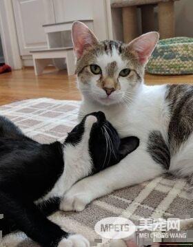 模范好老公! 老婆生产时虎斑猫全程陪产