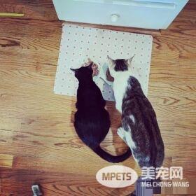 模范好老公! 老婆生产时虎斑猫全程陪产