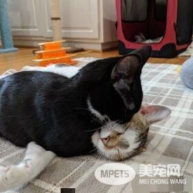 模范好老公! 老婆生产时虎斑猫全程陪产