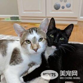 模范好老公! 老婆生产时虎斑猫全程陪产