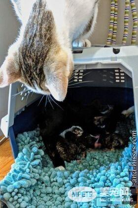 模范好老公! 老婆生产时虎斑猫全程陪产