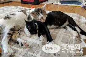 模范好老公! 老婆生产时虎斑猫全程陪产