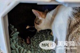 模范好老公! 老婆生产时虎斑猫全程陪产