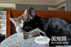 模范好老公! 老婆生产时虎斑猫全程陪产
