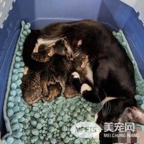 模范好老公! 老婆生产时虎斑猫全程陪产