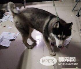 收留走失哈士奇被大搞破坏 办公室差点被拆了