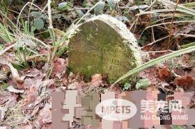幸福兔兔墓碑发现在树林 130年后被后世人缅怀