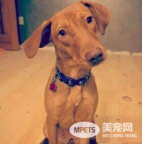 米克斯汪深受焦虑症困扰 贴心橘猫暖心安抚被拍下