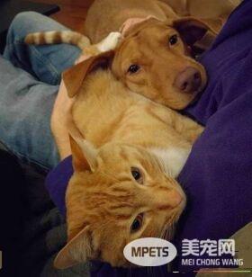 米克斯汪深受焦虑症困扰 贴心橘猫暖心安抚被拍下