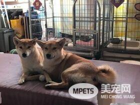 柴妹独自被带见医生 柴姐幸灾乐祸超得意