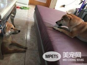 柴妹独自被带见医生 柴姐幸灾乐祸超得意