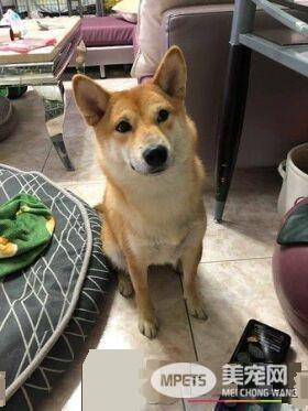 柴妹独自被带见医生 柴姐幸灾乐祸超得意