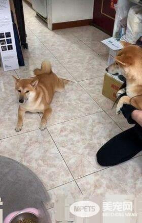 柴妹独自被带见医生 柴姐幸灾乐祸超得意