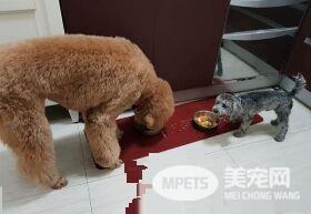 听见潺潺流水声 原是屁孩汪送妈妈的Surprise