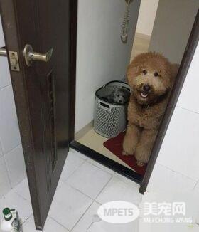 听见潺潺流水声 原是屁孩汪送妈妈的Surprise