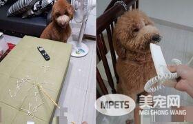 听见潺潺流水声 原是屁孩汪送妈妈的Surprise