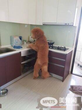 听见潺潺流水声 原是屁孩汪送妈妈的Surprise