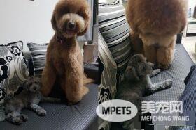 听见潺潺流水声 原是屁孩汪送妈妈的Surprise