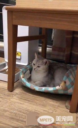 喵星人帮忙照顾5幼崽 网友赞爆:新好男喵