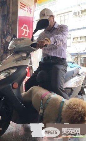 超黏阿公鬆狮犬 逐渐取得正宫女儿地位