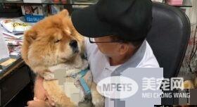 超黏阿公鬆狮犬 逐渐取得正宫女儿地位