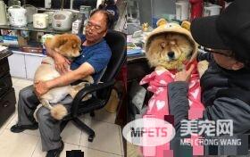 超黏阿公鬆狮犬 逐渐取得正宫女儿地位