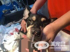 米克斯汪2家人接连身亡 捱过坎坷的狗生幸福了