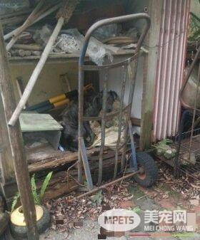 飘恶臭皮肤病浪汪 被救援后大不同千人喷泪!