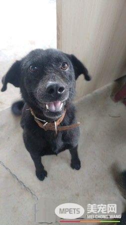 飘恶臭皮肤病浪汪 被救援后大不同千人喷泪!