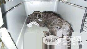 飘恶臭皮肤病浪汪 被救援后大不同千人喷泪!