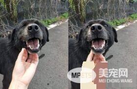 飘恶臭皮肤病浪汪 被救援后大不同千人喷泪!