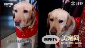 兄妹导盲犬为视障主人牵红线 成幸福4口