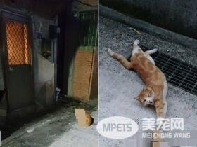 浪橘淋雨机车坐垫上睡觉 始终没有家只能流浪